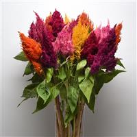 Sunday™ Mixture Celosia