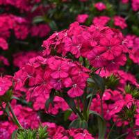 Amazon™ Neon Cherry Dianthus