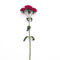 Amazon™ Neon Cherry Dianthus