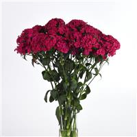 Amazon™ Neon Cherry Dianthus