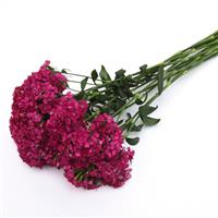 Amazon™ Neon Cherry Dianthus