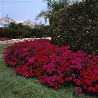 Amazon™ Neon Cherry Dianthus