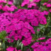 Amazon™ Neon Purple Dianthus