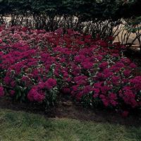 Amazon™ Neon Purple Dianthus