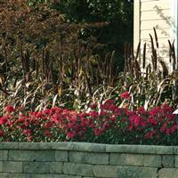 Amazon™ Neon Purple Dianthus