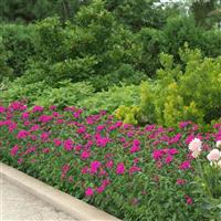 Amazon™ Neon Purple Dianthus