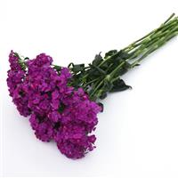 Amazon™ Neon Purple Dianthus