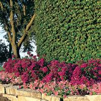 Amazon™ Neon Purple Dianthus