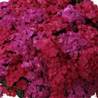 Amazon™ Neon Duo Dianthus