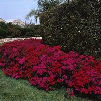 Amazon™ Neon Duo Dianthus