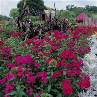 Amazon™ Neon Duo Dianthus