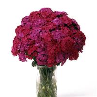 Amazon™ Neon Duo Dianthus