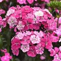 Amazon™ Rose Magic Dianthus