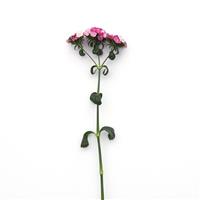 Amazon™ Rose Magic Dianthus