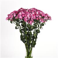 Amazon™ Rose Magic Dianthus