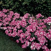 Amazon™ Rose Magic Dianthus