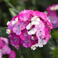 Amazon™ Lavender Magic Dianthus