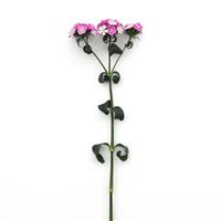 Amazon™ Lavender Magic Dianthus