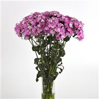 Amazon™ Lavender Magic Dianthus