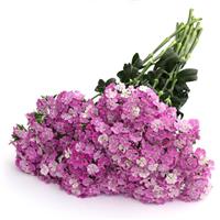 Amazon™ Lavender Magic Dianthus