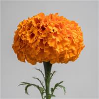 Xochi™ Orange Marigold