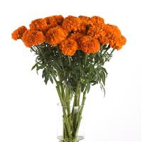 Xochi™ Orange Marigold