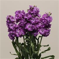 Katz Blue Matthiola