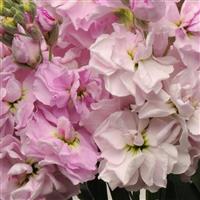 Katz Cherry Blossom Matthiola