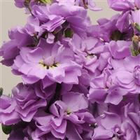 Katz Lavender Blue Matthiola