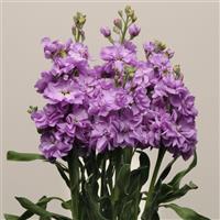 Katz Lavender Blue Matthiola