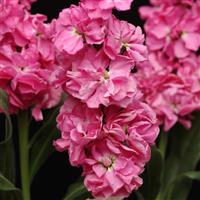 Katz Pink Matthiola