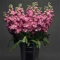 Katz Pink Matthiola