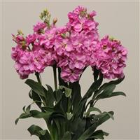 Katz Pink Matthiola