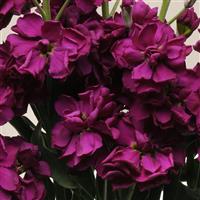 Katz Purple Matthiola