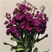 Katz Purple Matthiola