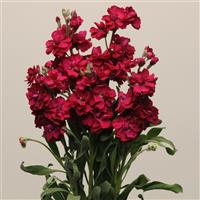 Katz Ruby Matthiola