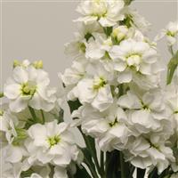 Katz White Matthiola