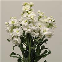 Katz White Matthiola