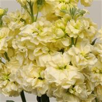 Katz Yellow Matthiola