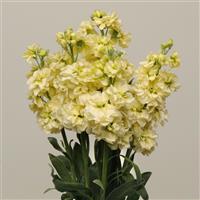 Katz Yellow Matthiola