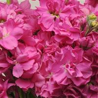 Katz Bright Rose Matthiola