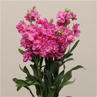 Katz Bright Rose Matthiola