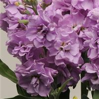 Katz Light Lavender Matthiola