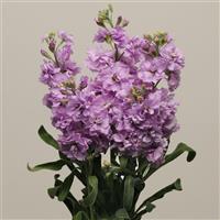 Katz Light Lavender Matthiola