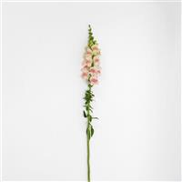 Potomac™ Appleblossom Snapdragon