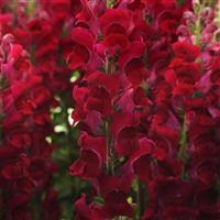 Potomac™ Crimson Snapdragon