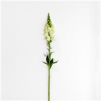 Potomac™ Ivory White Snapdragon