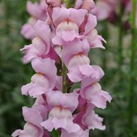 Potomac™ Lavender Snapdragon