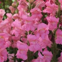 Potomac™ Pink Snapdragon