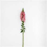 Potomac™ Pink Snapdragon